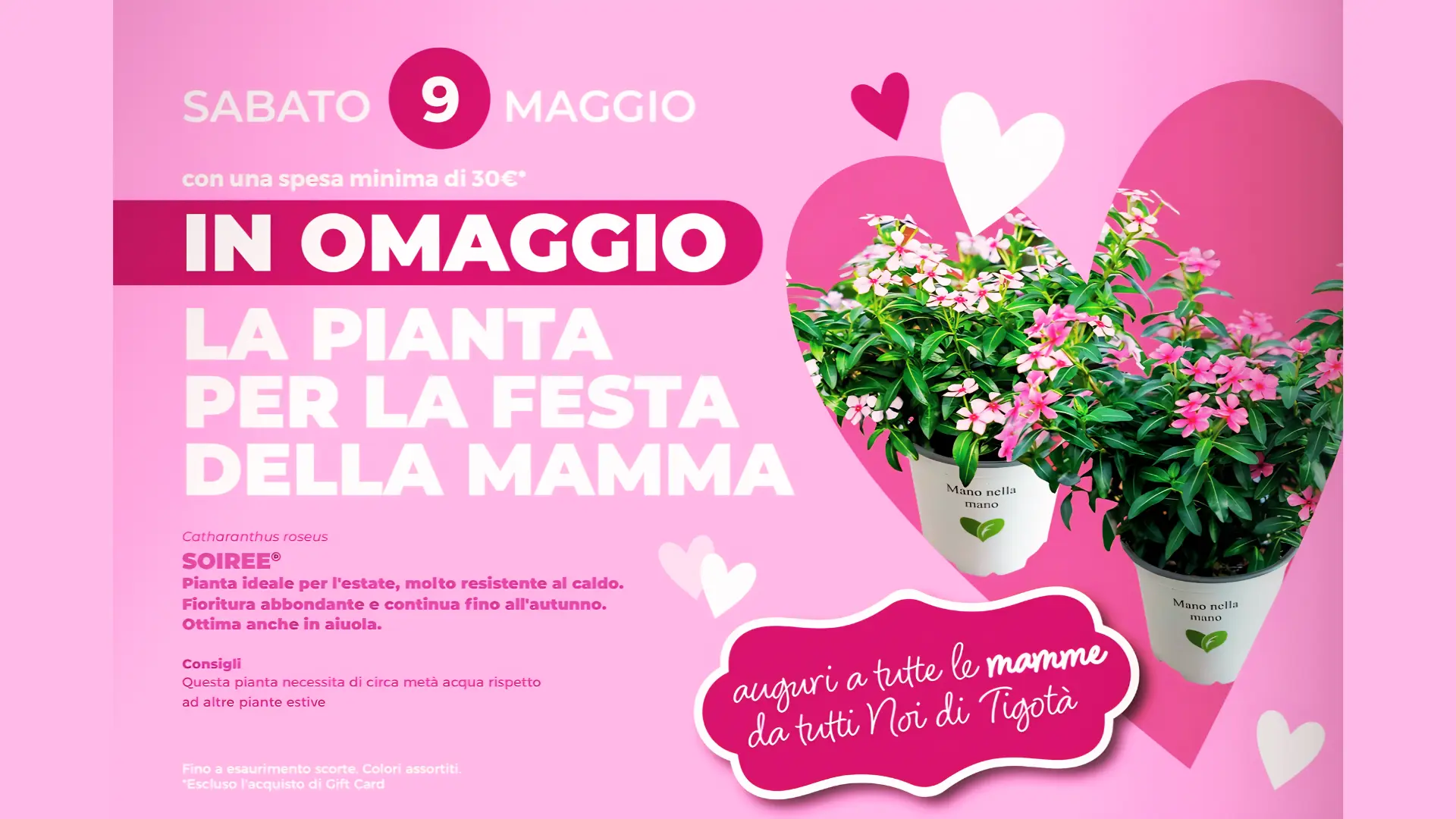 Pianta fiorita Tigotà in omaggio Festa della Mamma con spesa 30 euro